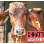 Godhan Nyay Yojana 2021 - Godhan Nyay Yojana Chhattisgarh Apply Online